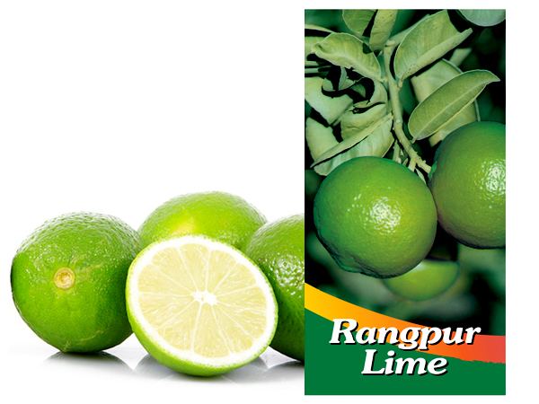 Rangpur (fruit) wwwcitrusmencomauimagesstoriesvirtuemartpro