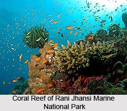 Rani Jhansi Marine National Park wwwindianetzonecomphotosgallery852CoralRee