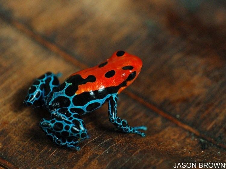 Ranitomeya amazonica Ranitomeya amazonica Poison Dart Frogs Dendrobatesorg