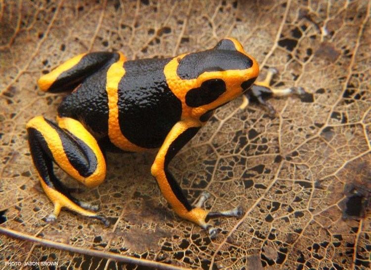 Ranitomeya summersi Ranitomeya summersi Poison Dart Frogs Dendrobatesorg