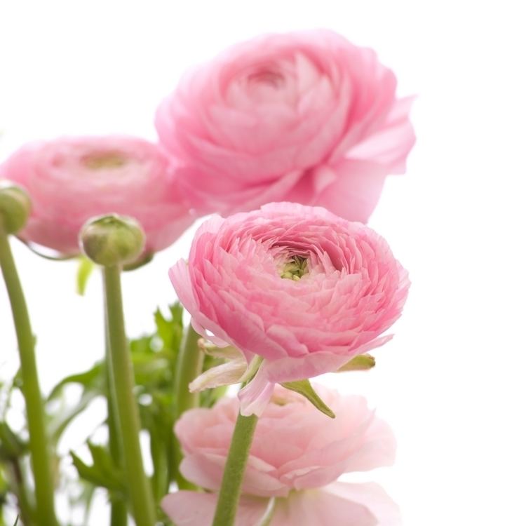 Ranunculus How to care for ranunculus