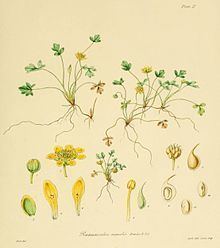 Ranunculus acaulis httpsuploadwikimediaorgwikipediacommonsthu