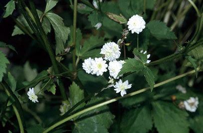 Ranunculus aconitifolius Ranunculus aconitifolius 39Flore Pleno39 d white bachelor39s