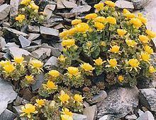 Ranunculus acraeus httpsuploadwikimediaorgwikipediacommonsthu