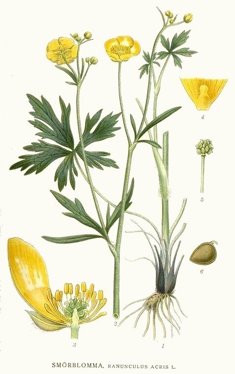 Ranunculus acris File159 Ranunculus acrisjpg Wikimedia Commons