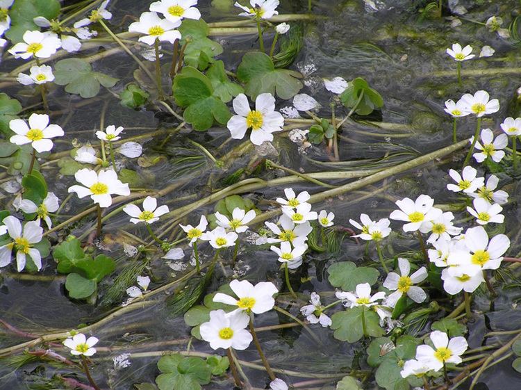 Ranunculus aquatilis Ranunculus waterButtercups Lilies Water Gardens