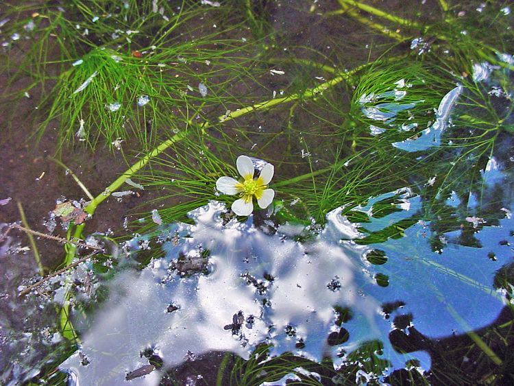 Ranunculus aquatilis Vascular Plants of the Gila Wilderness Ranunculus aquatilis var
