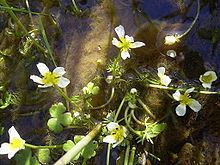 Ranunculus aquatilis httpsuploadwikimediaorgwikipediacommonsthu
