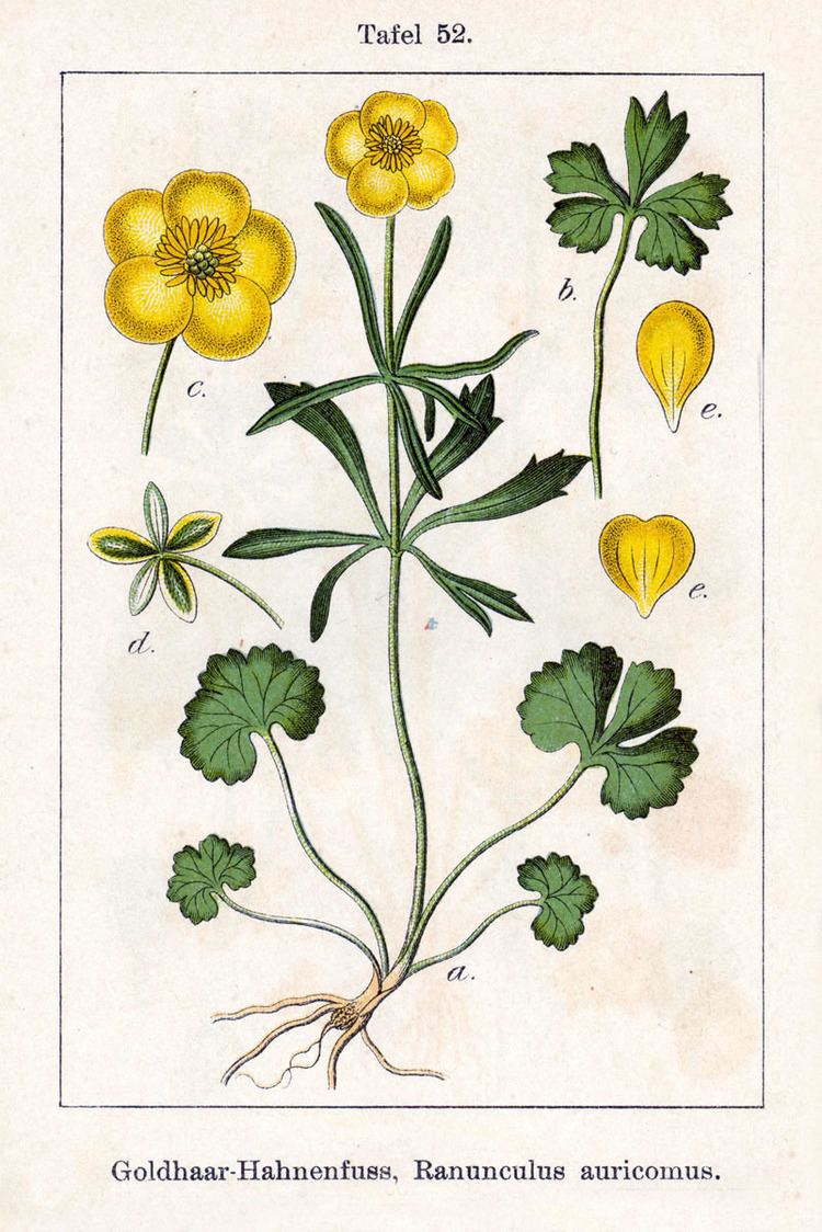 Ranunculus auricomus FileRanunculus auricomus Sturm52jpg Wikimedia Commons