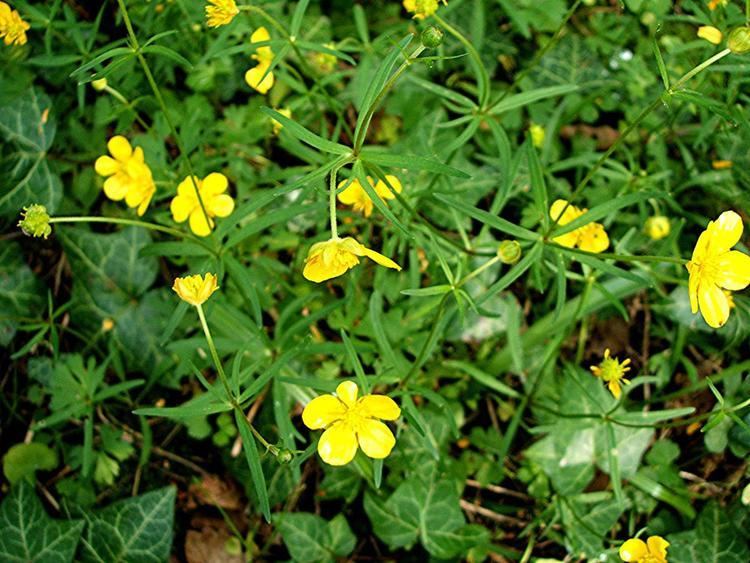 Ranunculus auricomus Goldilocks Buttercup agg Ranunculus auricomus agg NatureSpot