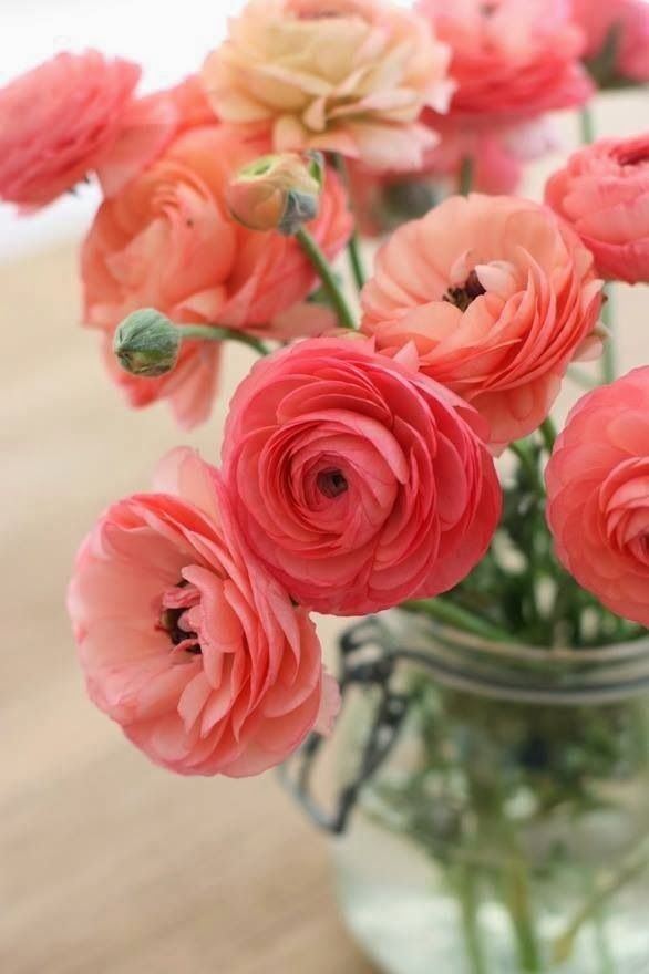 Ranunculus All you Need to Know about Ranunculus