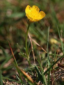 Ranunculus bulbosus httpsuploadwikimediaorgwikipediacommonsthu