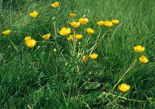 Ranunculus bulbosus Ranunculus bulbosus Bulbous Buttercup Discover Life