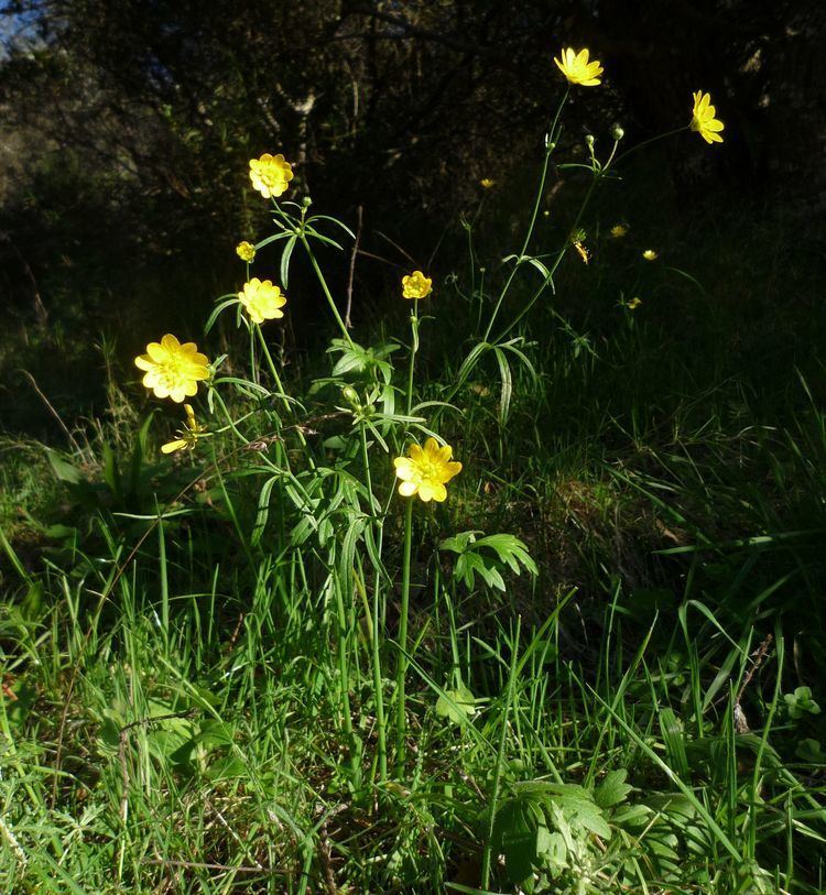 Ranunculus californicus Ranunculus californicus Wildflowers in Santa Barbara