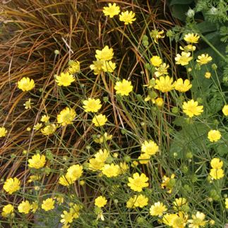 Ranunculus californicus httpswwwanniesannualscomsignsp2020rimag