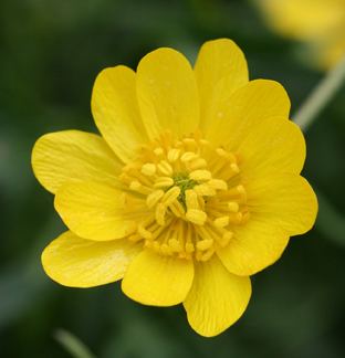 Ranunculus californicus Ranunculus californicus Buy Online at Annie39s Annuals