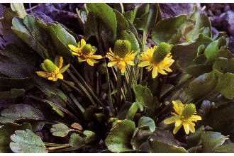 Ranunculus cymbalaria httpsplantsusdagovgallerystandardracy001