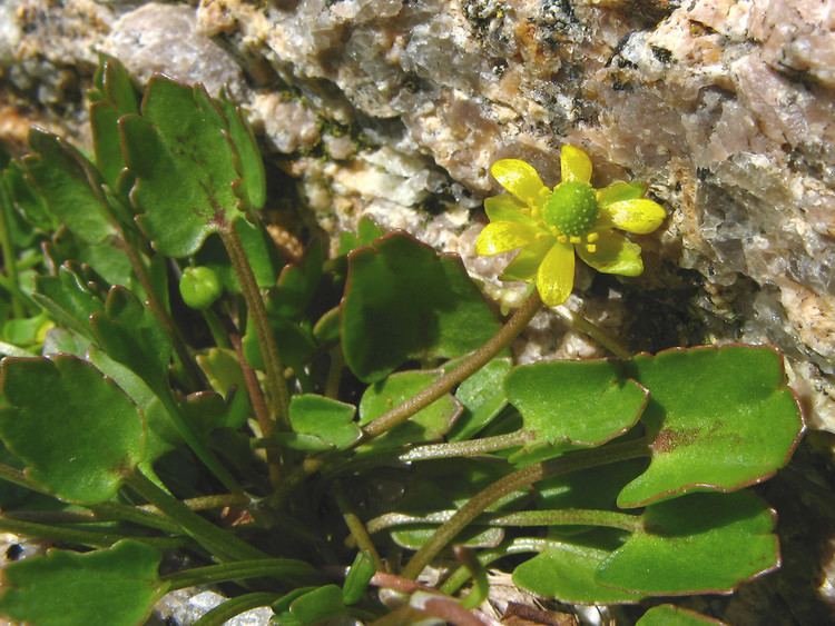 Ranunculus cymbalaria Ranunculus cymbalaria seaside buttercup seaside crowfoot Go Botany
