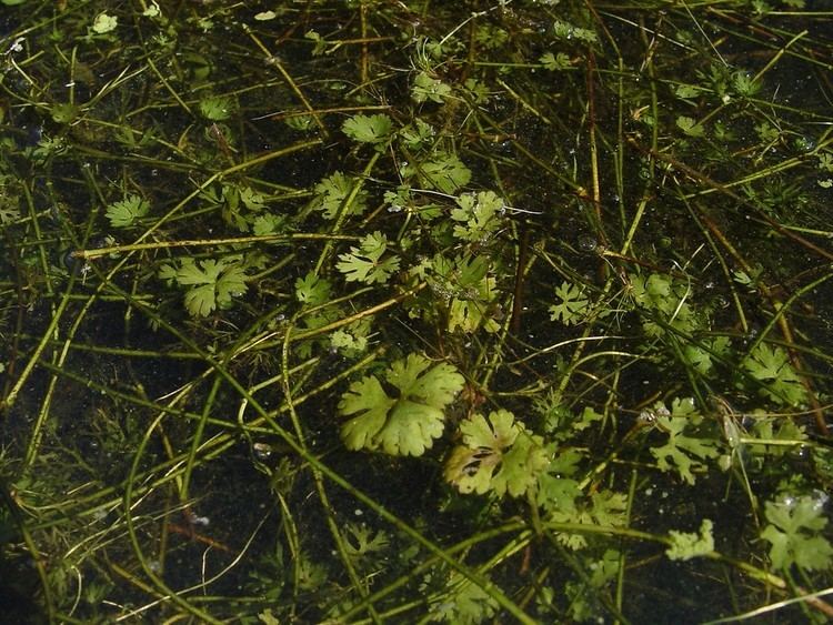 Ranunculus flabellaris Ranunculus flabellaris greater yellow water crowfoot yellow water