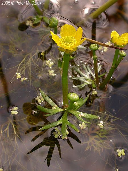 Ranunculus flabellaris Ranunculus flabellaris Yellow Water Buttercup Minnesota Wildflowers