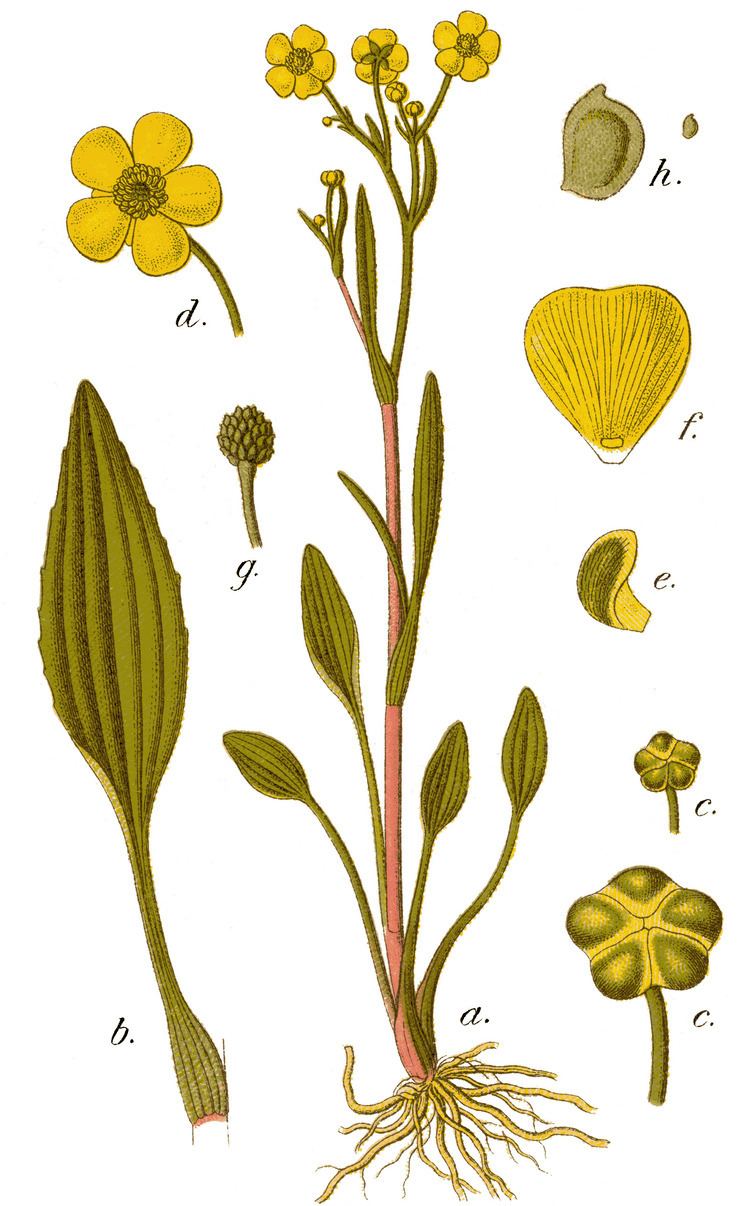 Ranunculus flammula Ranunculus flammula L Checklist View