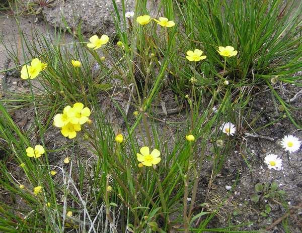 Ranunculus flammula Ranunculus flammula Lesser Spearwort