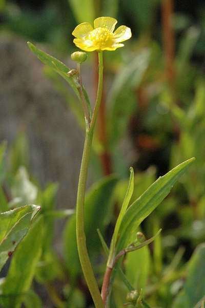 Ranunculus flammula Ranunculus flammula