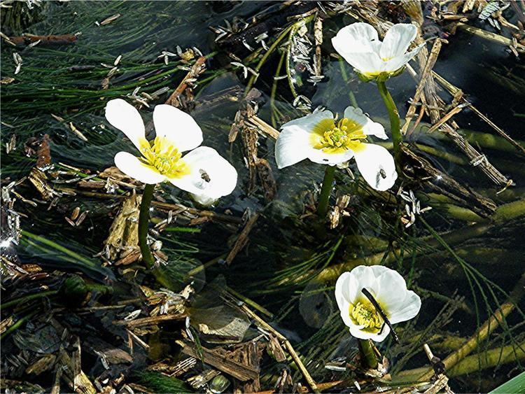 Ranunculus fluitans River Watercrowfoot Ranunculus fluitans NatureSpot