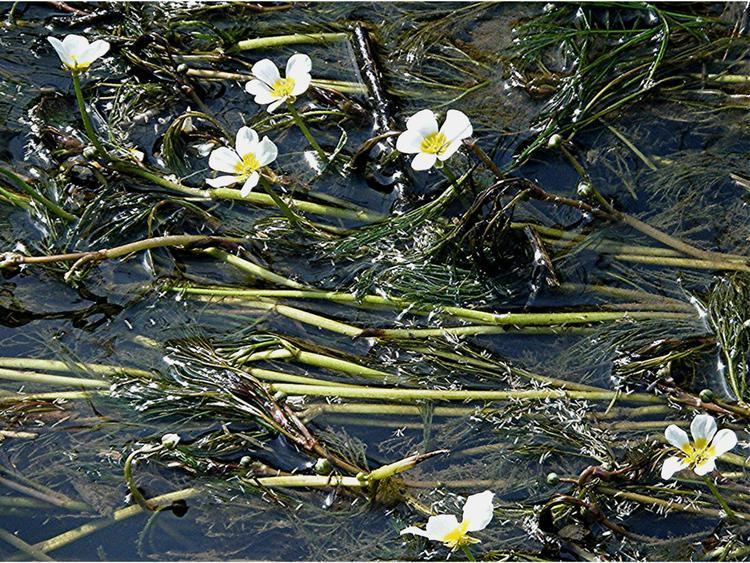 Ranunculus fluitans River Watercrowfoot Ranunculus fluitans NatureSpot