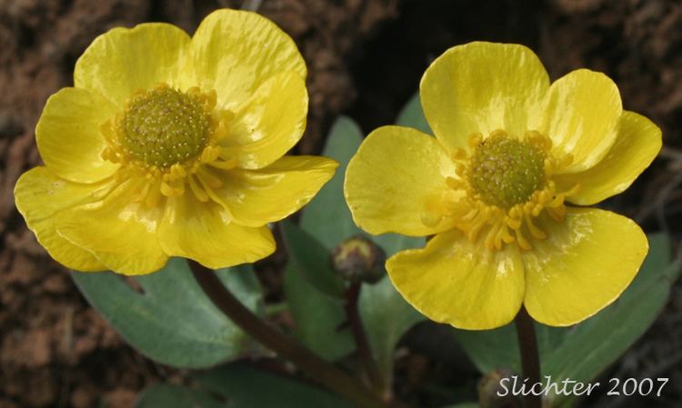 Ranunculus glaberrimus Buttercup Wax Buttercup Ranunculus glaberrimus var glaberrimus