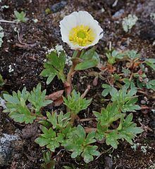 Ranunculus glacialis httpsuploadwikimediaorgwikipediacommonsthu