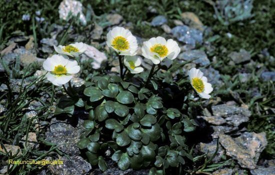 Ranunculus glacialis Ranunculus glacialis Specie della flora italiana