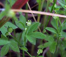 Ranunculus hebecarpus httpsuploadwikimediaorgwikipediacommonsthu