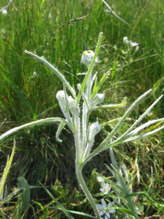 Ranunculus illyricus Image Ranunculus illyricus BioLibcz