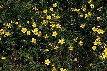 Ranunculus lappaceus httpsuploadwikimediaorgwikipediacommonsthu
