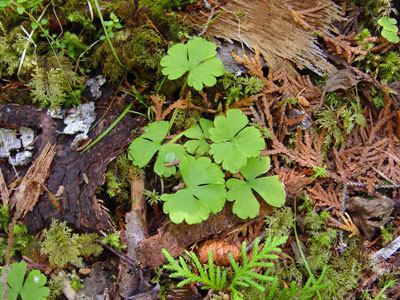 Ranunculus lapponicus Maine Natural Areas Program Rare Plant Fact Sheet for Coptidium