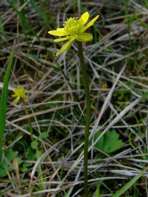 Ranunculus lapponicus Alaska Wildflowersus Ranunculus lapponicus L