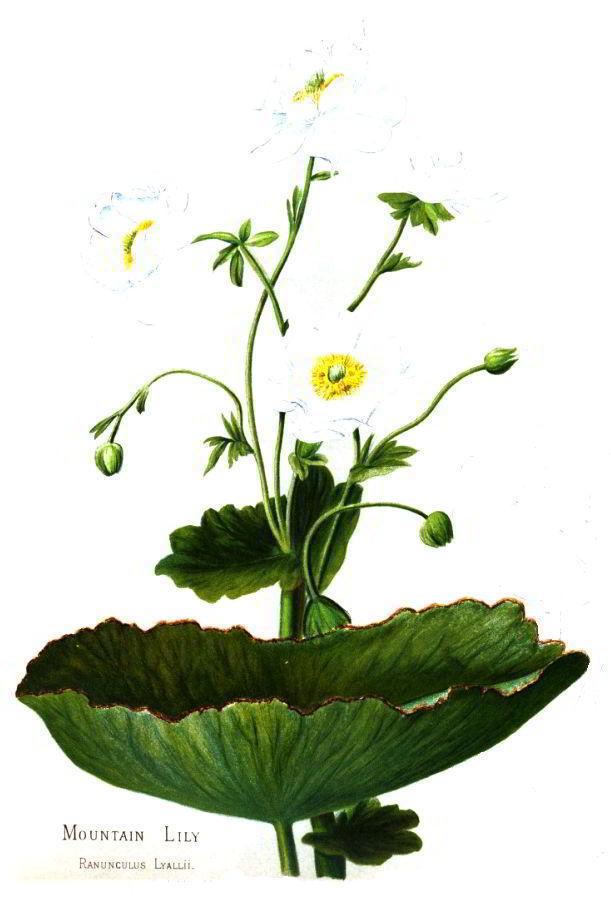Ranunculus lyallii Native Flowers of New ZealandPlate 11 Wikisource the free online