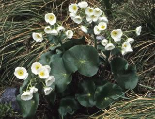 Ranunculus lyallii wwwhebesocorgnzplantsnzplantsrranunculusl