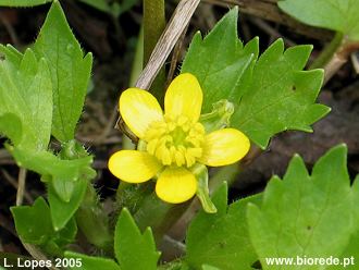 Ranunculus muricatus 8557jpg