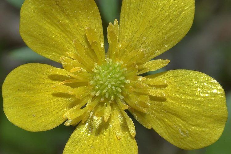 Ranunculus muricatus Ranunculus Muricatus search in pictures