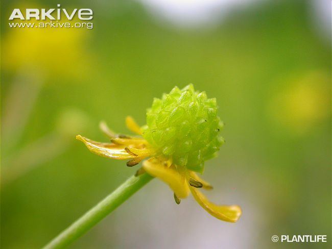 Ranunculus ophioglossifolius Adder39stongue spearwort photo Ranunculus ophioglossifolius