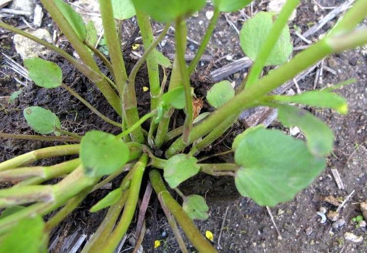 Ranunculus ophioglossifolius Ranunculus ophioglossifolius Ranuncolo con foglie di ofioglosso