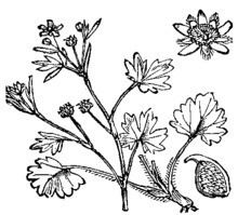 Ranunculus parviflorus httpsuploadwikimediaorgwikipediacommonsthu