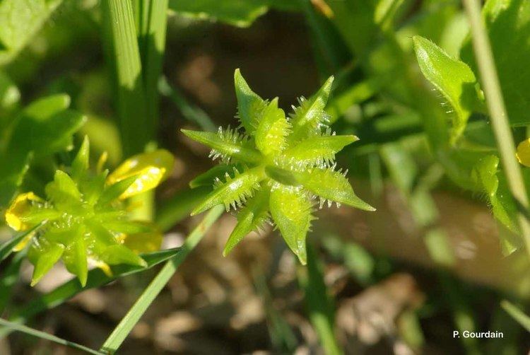 Ranunculus parviflorus Ranunculus parviflorus L 1758 Renoncule petites fleurs