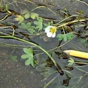 Ranunculus peltatus Ranunculus peltatus Schrank Pond Watercrowfoot Flora of