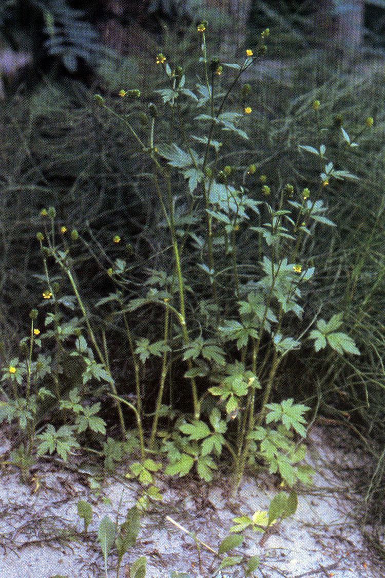 Ranunculus pensylvanicus