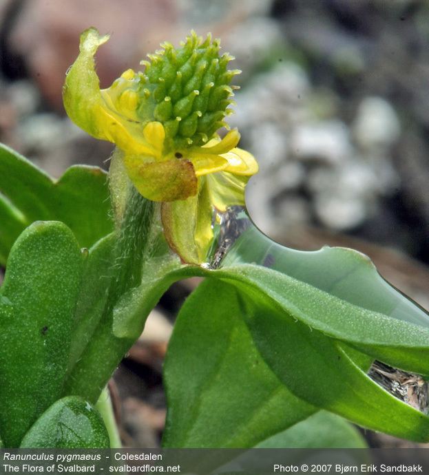 Ranunculus pygmaeus Ranunculus pygmaeus The Flora of Svalbard