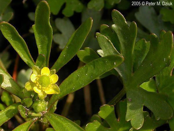 Ranunculus sceleratus wwwminnesotawildflowersinfoudatar9ndp23qpdra