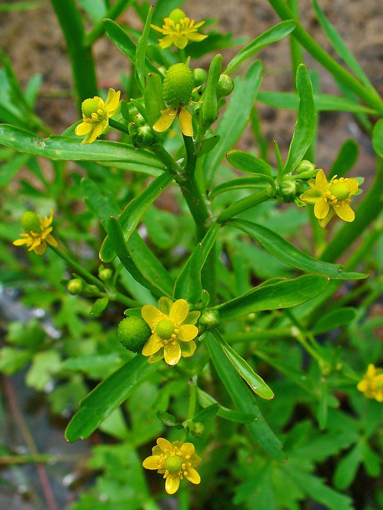 Ranunculus sceleratus FileRanunculus sceleratus 002JPG Wikimedia Commons